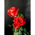 Roses - Classy